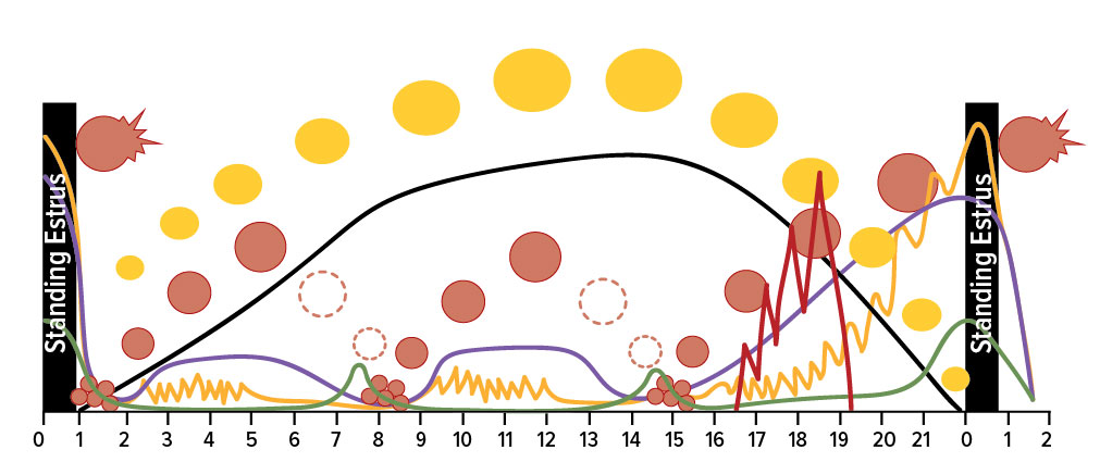 Graph with red circles, yellow circles, a green line, a purple line, and a yellow line representing reproductive fertilization.